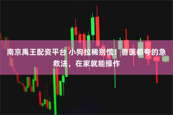 南京禹王配资平台 小狗拉稀别慌！兽医都夸的急救法，在家就能操作